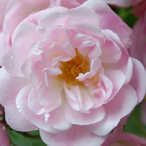 E-commerce, vendita, rose, in, vaso rosa sempervirens - rosa - Rosa Belvedere - rosa intensamente profumata - Antoine A. Jacques - È piacevolmente profumato, con grandi grappoli, con fiori a forma di tazza di color rosa pallido. Può essere utilizzato per 